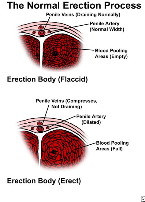 dic pics|Penis: Anatomy, Picture, Erection, and Ejaculation .